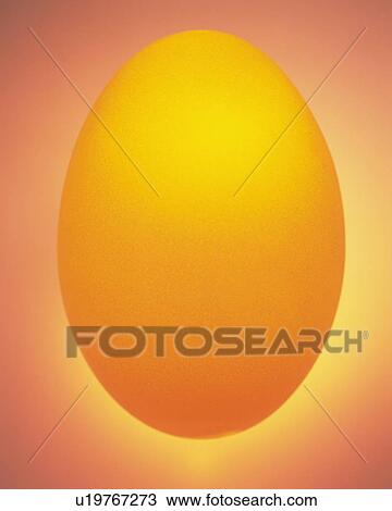 Lightened Egg, Front View, Close Up View Large Photo Image Stock Image - Lightened Egg, Front View, Close Up. Fotosearch