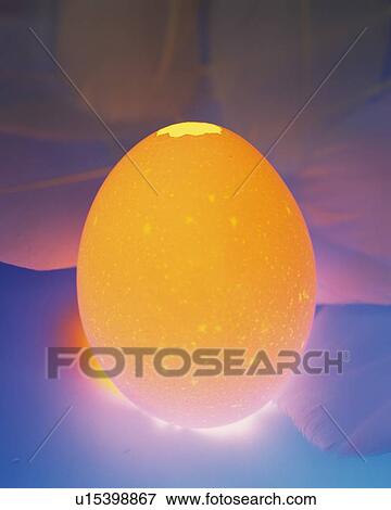 Lightened Egg, Front View, Close Up View Large Photo Image Stock Photo - Lightened Egg, Front View, Close Up. Fotosearch