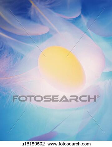 Stock Image - Lightened Egg in Feather, High Angle View, Close Up. Fotosearch
