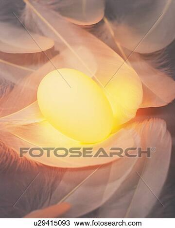 Stock Image - Lightened Egg in Feather, High Angle View, Close Up. Fotosearch