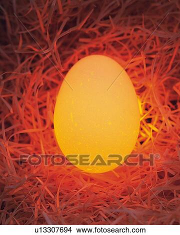 Lightened Eggs in Nest, High Angle View, Close Up View Large Photo Image Picture - Lightened Eggs in Nest, High Angle View, Close Up. Fotosearch