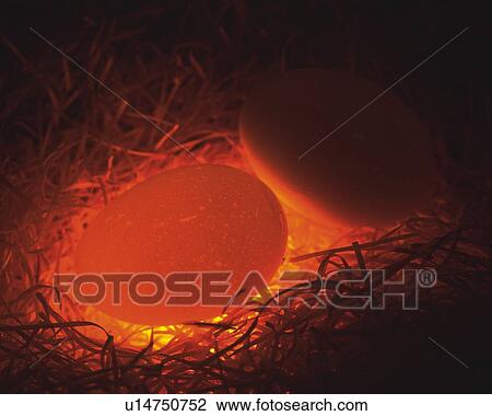 Stock Image - Lightened Eggs in Nest, High Angle View, Close Up. Fotosearch