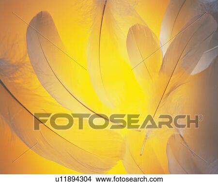Picture - Lightened Feather, Close Up. Fotosearch