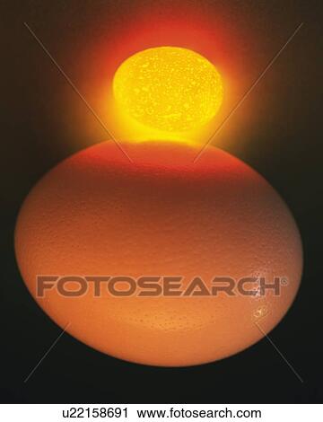 Lightened Small Egg on Big Egg, Front View, Close Up View Large Photo Image Stock Image - Lightened Small Egg on Big Egg, Front View, Close Up. Fotosearch
