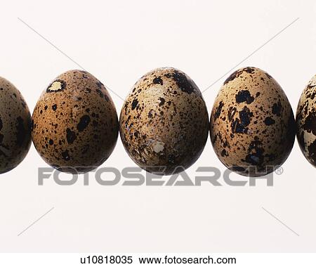 Stock Photography - Lined Quail Eggs, Front View, Close Up. Fotosearch