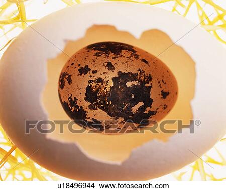 Quail Egg in Shell, High Angle View, Close Up, Differential Focus, In Focus, Out Focus View Large Photo Image Picture - Quail Egg in Shell, High Angle View, Close Up, Differential Focus, In Focus, Out Focus. Fotosearch