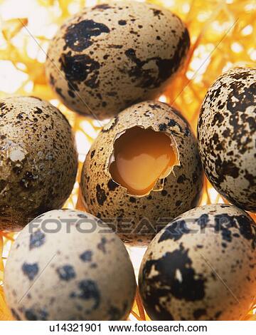 Quail Eggs, High Angle View, Close Up View Large Photo Image Stock Image - Quail Eggs, High Angle View, Close Up. Fotosearch