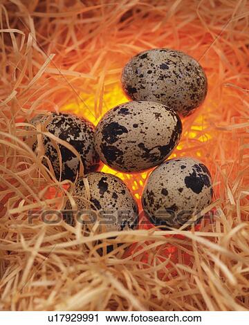 Quail Eggs in Nest, High Angle View, Close Up View Large Photo Image Stock Image - Quail Eggs in Nest, High Angle View, Close Up. Fotosearch