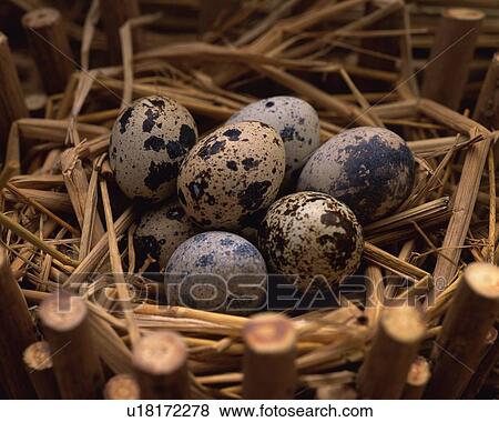 Quail Eggs in Nest, High Angle View, Close Up, Differential Focus, In Focus, Out Focus View Large Photo Image Stock Photo - Quail Eggs in Nest, High Angle View, Close Up, Differential Focus, In Focus, Out Focus. Fotosearch