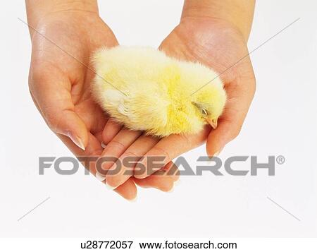 Stock Photo - Sleeping Chick in Hands, High Angle View, Close Up. Fotosearch