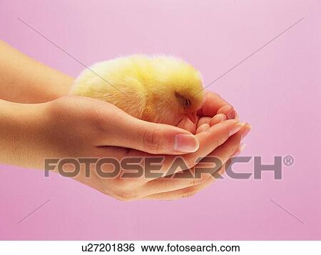 Stock Photograph - Sleeping Chick in Hands, Side View, Close Up. Fotosearch