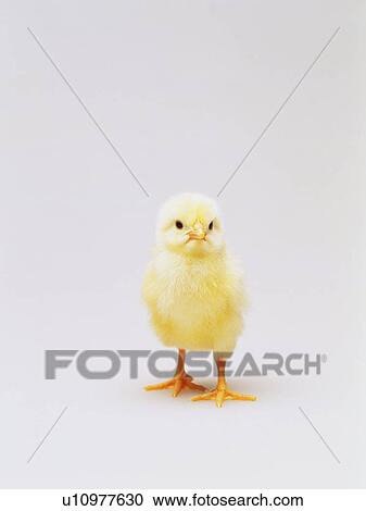 Stock Image - Standing Chick, Front View, Close Up. Fotosearch
