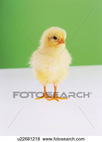 Stock Photo - Standing Chick, Front View, Close Up. Fotosearch