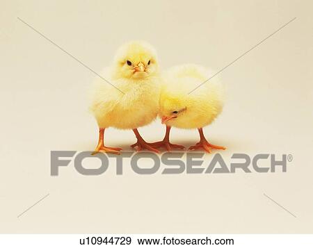 Stock Photo - Standing Two Chicks, Front View, Close Up. Fotosearch