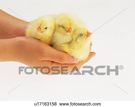 Three Chicks in Hands, High Angle View, Close Up View Large Photo Image Stock Photo - Three Chicks in Hands, High Angle View, Close Up. Fotosearch