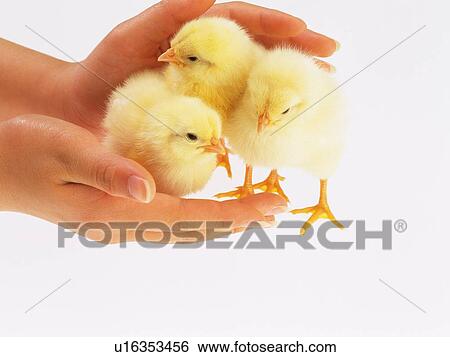 Three Chicks in Hands, High Angle View, Close Up View Large Photo Image Stock Photograph - Three Chicks in Hands, High Angle View, Close Up. Fotosearch