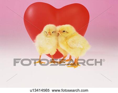 Three Chicks Snuggling, Front View, Close Up View Large Photo Image Stock Photography - Three Chicks Snuggling, Front View, Close Up. Fotosearch