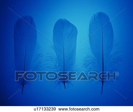 Stock Photo - Three Feather, Front View, Close Up, Toned Image. Fotosearch