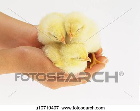 Stock Photo - Three Sleeping Chicks in Hands, High Angle View, Close Up. Fotosearch
