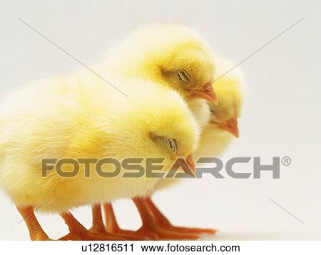 Stock Image - Three Sleeping Chicks, Side View, Close Up. Fotosearch