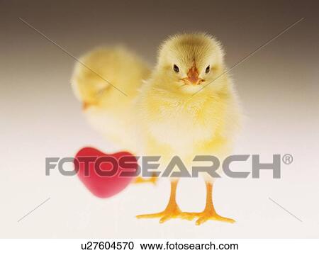 Stock Image - Tow Chicks and a Heart, Front View, Close Up, Differential Focus, In Focus, Out Focus. Fotosearch
