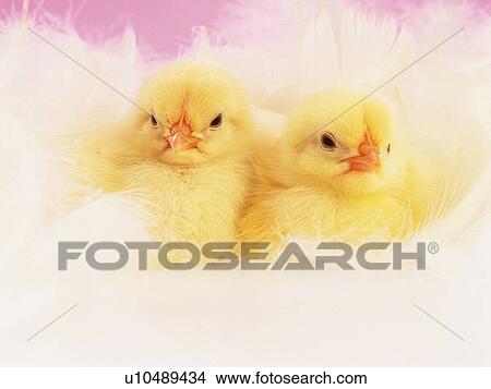 Two Chicks in Feather, Front View, Close Up View Large Photo Image Picture - Two Chicks in Feather, Front View, Close Up. Fotosearch