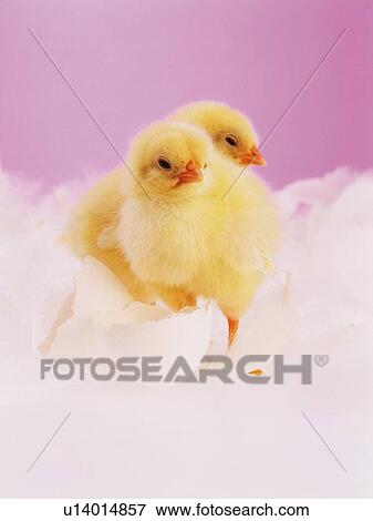 Two Chicks in White Feather, Close Up, Front View View Large Photo Image Stock Photo - Two Chicks in White Feather, Close Up, Front View. Fotosearch