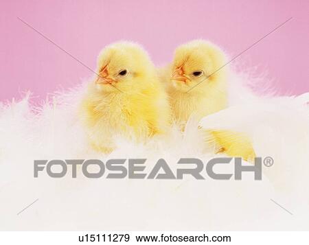 Stock Photo - Two Chicks in White Feather, Close Up, Front View. Fotosearch