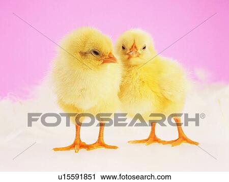 Two Chicks Nestling Against Each Other, Front View, Close Up View Large Photo Image Stock Image - Two Chicks Nestling Against Each Other, Front View, Close Up. Fotosearch