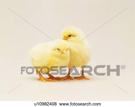 Two Chicks Nestling Against Each Other, Front View, Close Up View Large Photo Image Stock Photo - Two Chicks Nestling Against Each Other, Front View, Close Up. Fotosearch