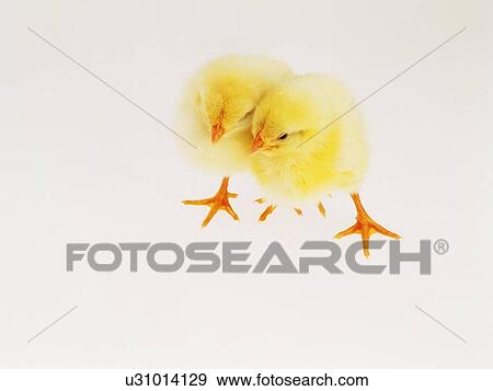 Stock Photo - Two Chicks Nestling Against Each Other, High Angle View, Close Up. Fotosearch
