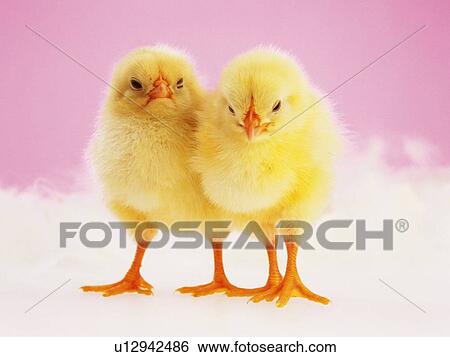 Two Chicks Nestling Against Each Other, Front View, Close Up View Large Photo Image Stock Photograph - Two Chicks Nestling Against Each Other, Front View, Close Up. Fotosearch