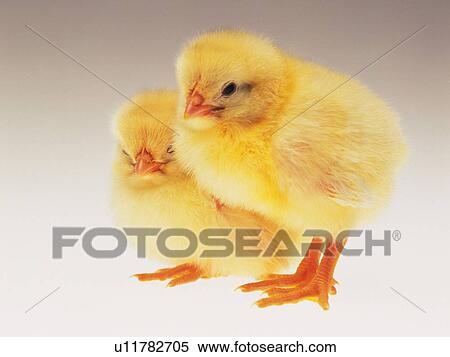 Two Chicks Stick Together, Side View, Close Up View Large Photo Image Stock Photography - Two Chicks Stick Together, Side View, Close Up. Fotosearch