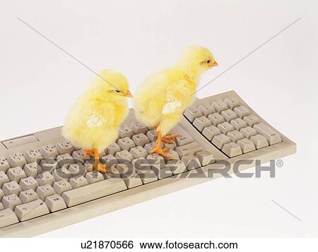 Two Chicks Walking on Key Board, Close Up, High Angle View View Large Photo Image Stock Photograph - Two Chicks Walking on Key Board, Close Up, High Angle View. Fotosearch