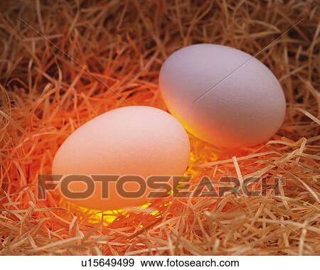Stock Photo - Two Eggs in Straw, High Angle View, Close Up. Fotosearch