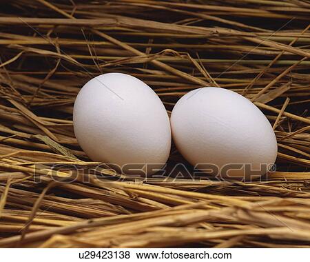 Two Eggs in Straw, High Angle View, Close Up View Large Photo Image Stock Photo - Two Eggs in Straw, High Angle View, Close Up. Fotosearch