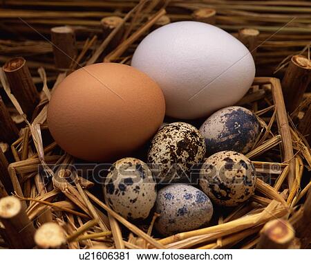 Stock Image - Various Kinds of Egg in Nest, High Angle View, Close Up. Fotosearch
