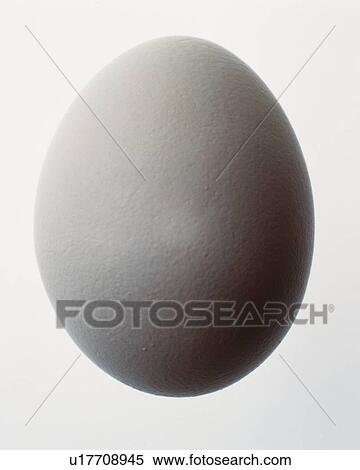 Stock Photography - White Egg, Front View, Close Up. Fotosearch