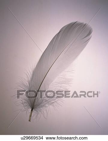 Picture - White Feather, Close Up, Front View. Fotosearch
