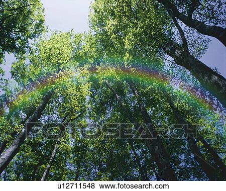 Stock Illustration - Rainbow and Forest, CG, 3D, Composite, Photography, Low Angle View. Fotosearch