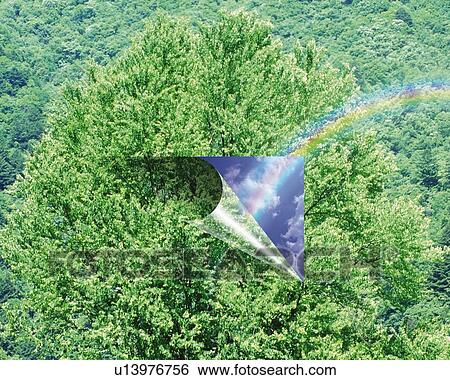 Stock Illustration - Rainbow and Forest, CG, 3D, Composite, Photography. Fotosearch