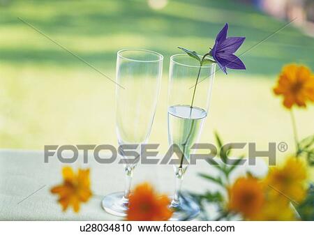 Stock Image - Champagne Glass and Flowers, Close Up, High Angle View, Differential Focus, In Focus, Out Focus. Fotosearch
