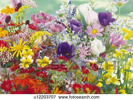 Colorful Flowers, Close Up, Differential Focus, In Focus, Out Focus, Full Flame View Large Photo Image Stock Photo - Colorful Flowers, Close Up, Differential Focus, In Focus, Out Focus, Full Flame. Fotosearch