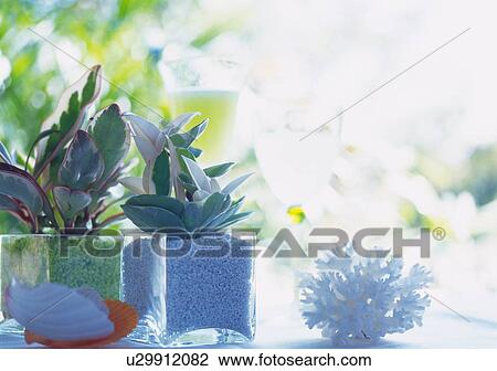 Stock Image - Coral, Shell and Plants, Close Up, Differential Focus, In Focus, Out Focus. Fotosearch