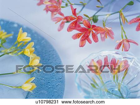 Cut Flowers on Dish, High Angle View, Close Up, Differential Focus, In Focus, Out Focus View Large Photo Image Stock Image - Cut Flowers on Dish, High Angle View, Close Up, Differential Focus, In Focus, Out Focus. Fotosearch