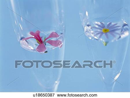 Floating Flowers in Glass, Close Up, Differential Focus, In Focus, Out Focus View Large Photo Image Stock Photo - Floating Flowers in Glass, Close Up, Differential Focus, In Focus, Out Focus. Fotosearch