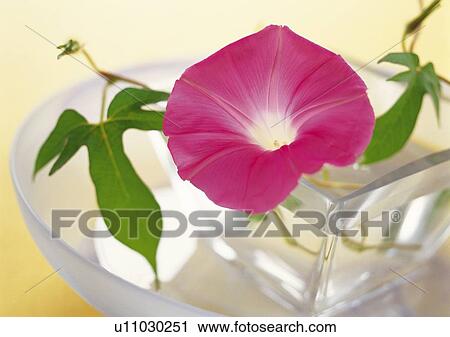 Stock Image - Floating Morning Glory in Vase, High Angle View, Close Up, Differential Focus, In Focus, Out Focus. Fotosearch