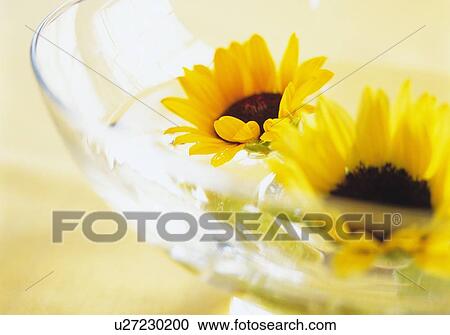Floating Sunflower in Bowl, High Angle View, Close Up, Differential Focus, In Focus, Out Focus View Large Photo Image Stock Image - Floating Sunflower in Bowl, High Angle View, Close Up, Differential Focus, In Focus, Out Focus. Fotosearch