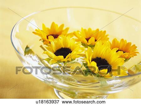 Floating Sunflower in Bowl, High Angle View, Close Up, Differential Focus, In Focus, Out Focus View Large Photo Image Stock Photo - Floating Sunflower in Bowl, High Angle View, Close Up, Differential Focus, In Focus, Out Focus. Fotosearch