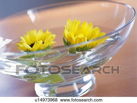 Stock Photo - Floating Sunflower in Bowl, Side View, Close Up, Differential Focus, In Focus, Out Focus. Fotosearch